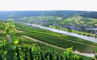 Vindistriktet Mosel i Tyskland