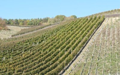 Vindistriktet Pfalz i Tyskland