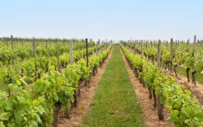 Vindistriktet Rheinhessen i Tyskland