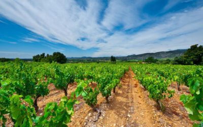 Vindistriktet Rhone Sør i Frankrike