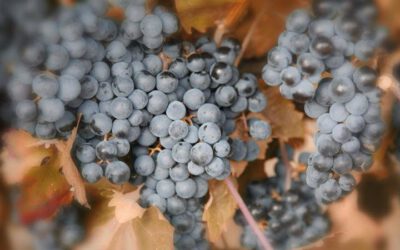 Vindistriktet Rioja i Spania