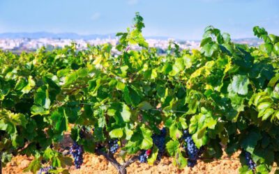 Vindistriktet Valencia i Spania